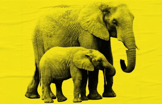 A mother and baby Elephant.